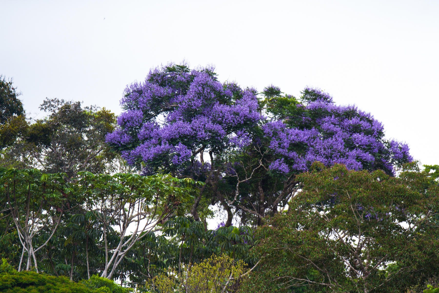Jacaranda Tree Canopy flower (Jacaranda) in rainforest