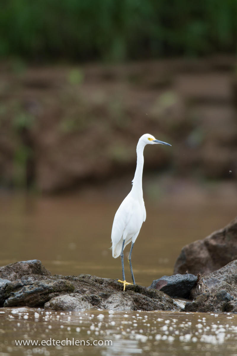 White Egret Resting on a Rock (Image: Ellen Senisi) White Egret EdTechLens national Audubon Society