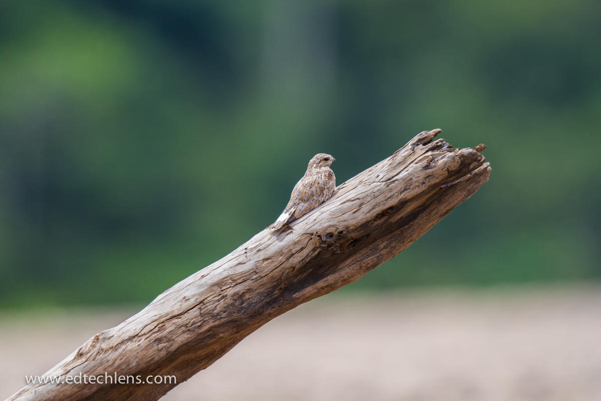 Rainforest Pest Control Nighthawks Birds