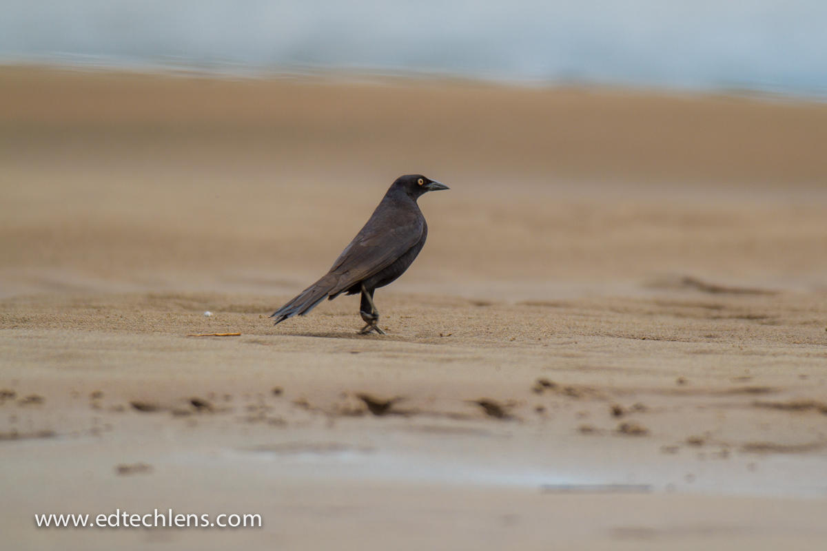 The Cowbird relies on other birds to not only provide a nest for its eggs, but to raise the cowbird's babies too! Cowbird Brood Parasites Rainforest K-5 Science Blog