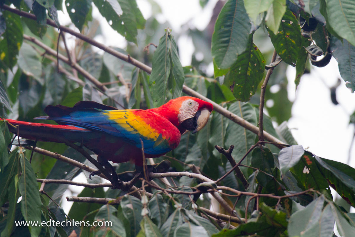 Macaw on Tree Branch (Image: Ellen Senisi) bird in rainforest Macaw
