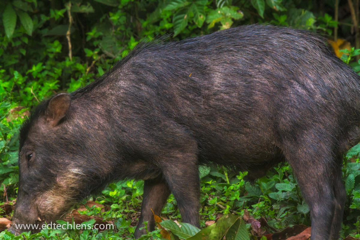 White-Lipped Peccary Mammal Rainforest k-5 Science