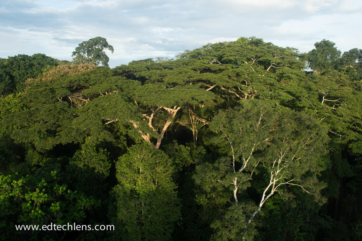 View of emergent layer from Canopy Tower (related to acacia trees)