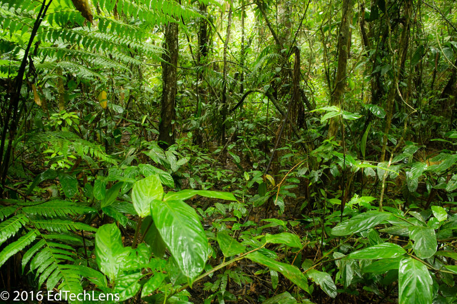 Rainforest Science Blog for Kids: A Perfect Fit: Leaf Adaptations