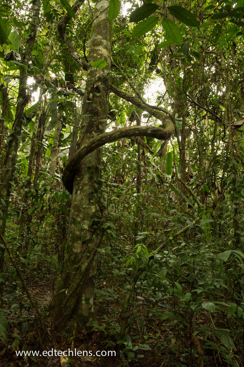 Liana vines do compete with other plant forms for light. Some scientists believe that the liana vine will take over more and more of the world's rainforests. (Image: Ellen Senisi) Liana Vines Rainforest EdTechLens
