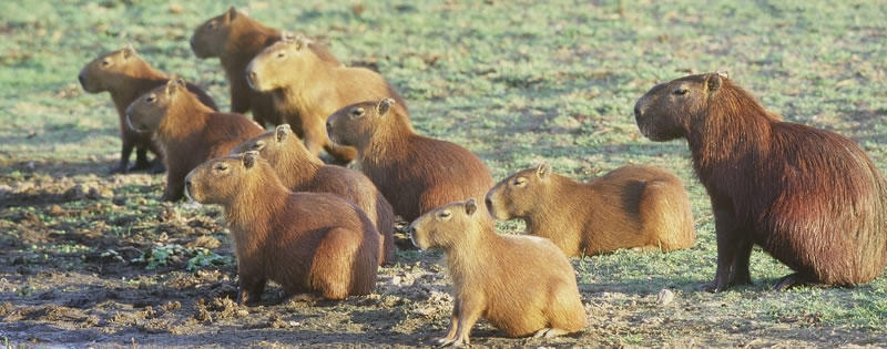 A Capybara Family (Image: Jsanabriag, Wikipedia) Capybara Rainforest Social Animals