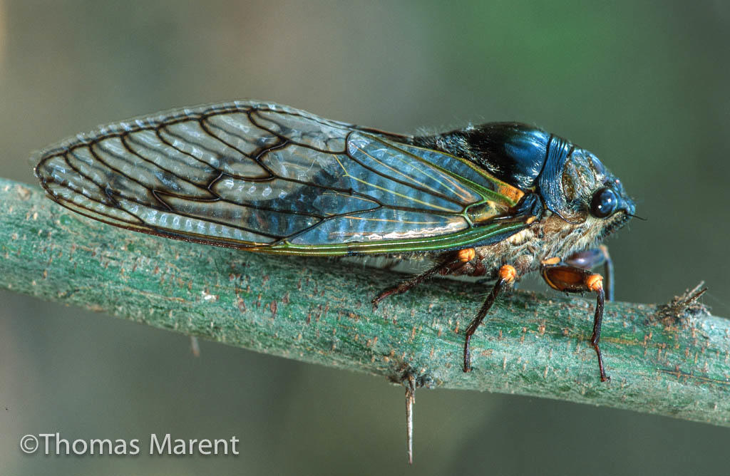 Cicadas U.S. North America Thomas Marent photo