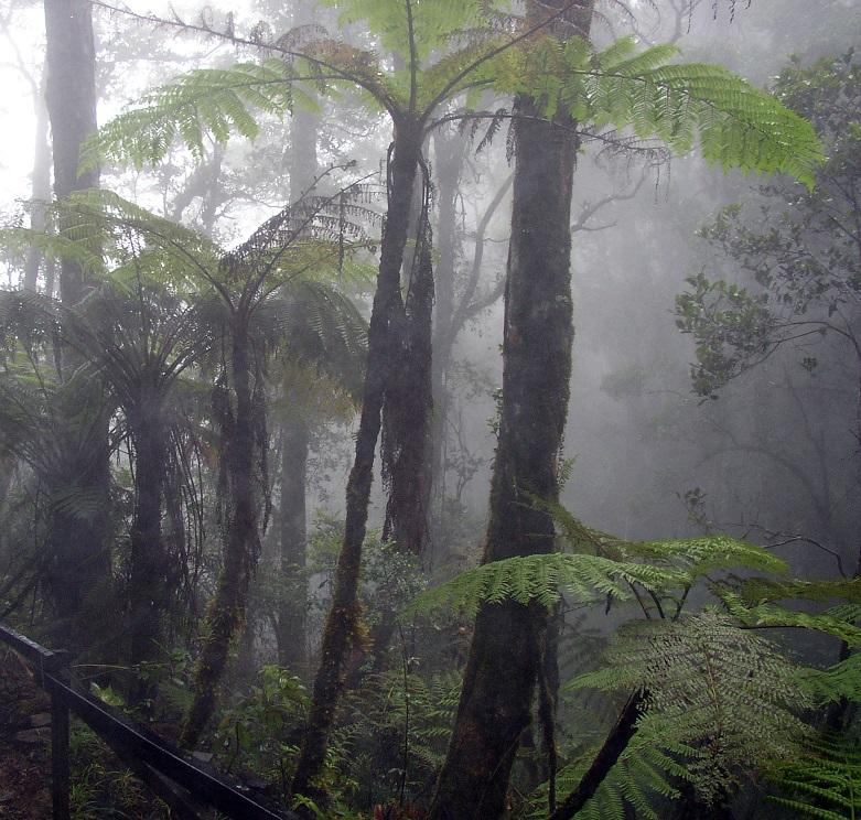 Cloud Forest in Mount Kinabalu, Borneo (Image: Wikipedia) Cloud Forest Tropical Rainforest Mount Kinabal Borneo