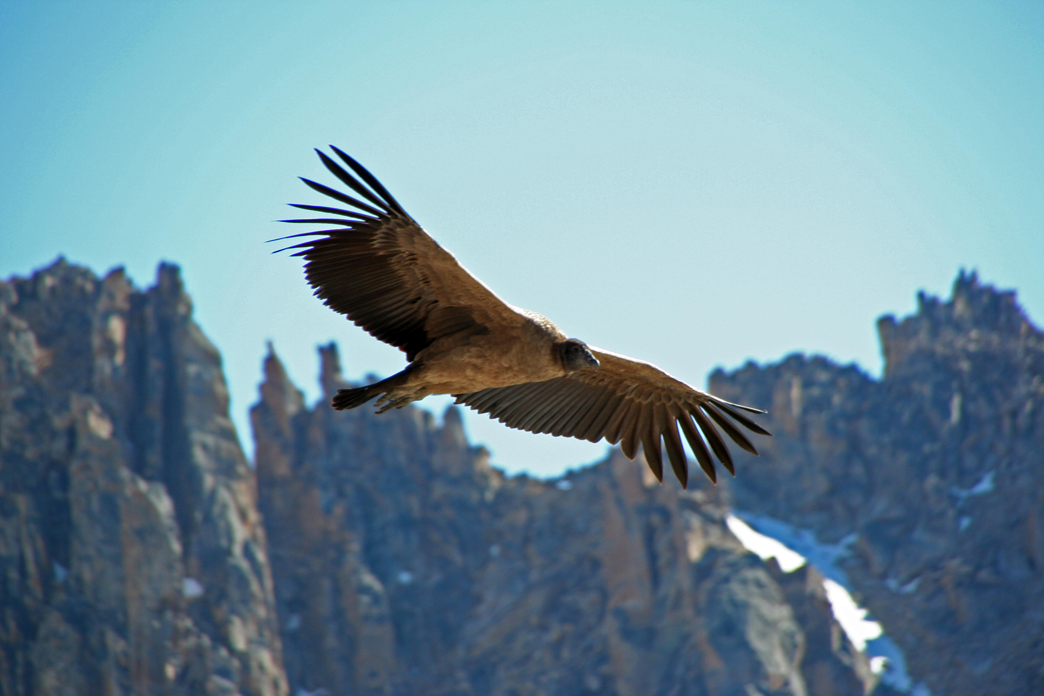 Andean Condors EdTechLens Science Blog