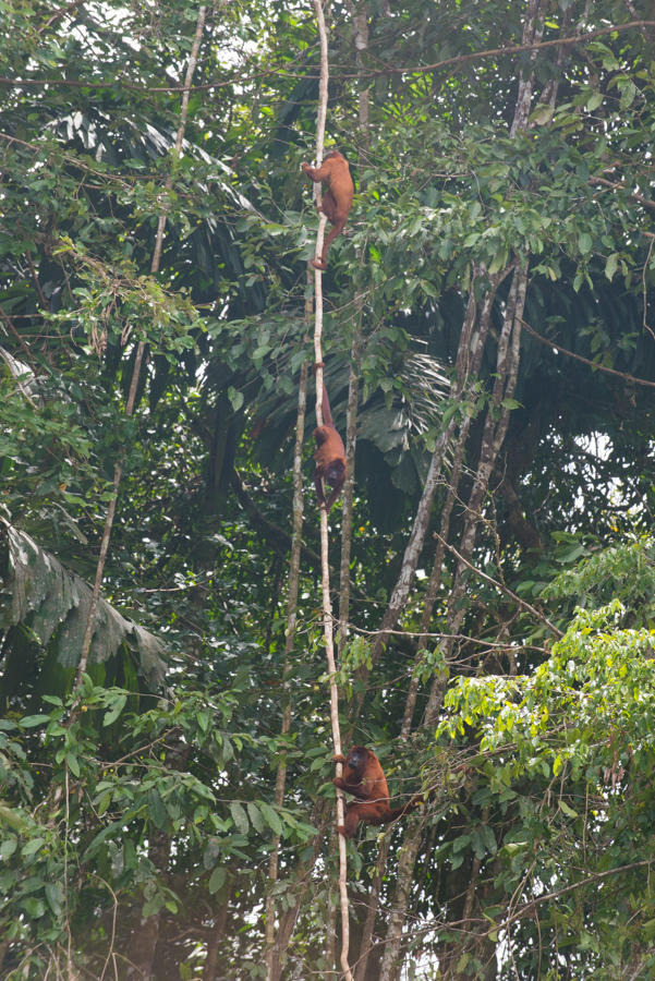 Monkeys and baboons are just a few of the many species that live in the canopy