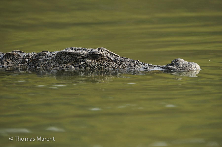 Crocodile in rainforest water. TM ordered but unused. Need Hi-res if using.