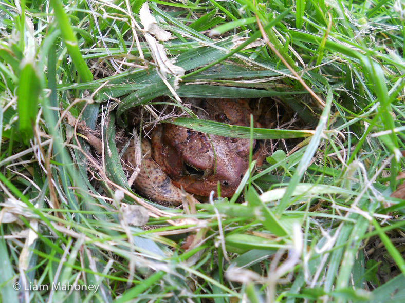 We have so many toads where we live that we have to watch where we step! (Image: Liam Mahoney)