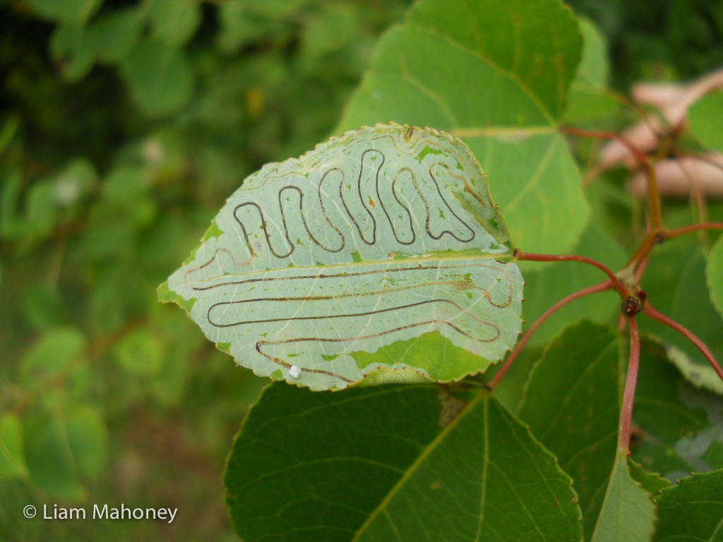 A leafminer has been here! This tiny insect’s presence might have gone unnoticed if it weren’t for the neat patterned tunnels it left behind on this leaf. Leafminer Patterns in Nature Rainforest Science Blog Kids