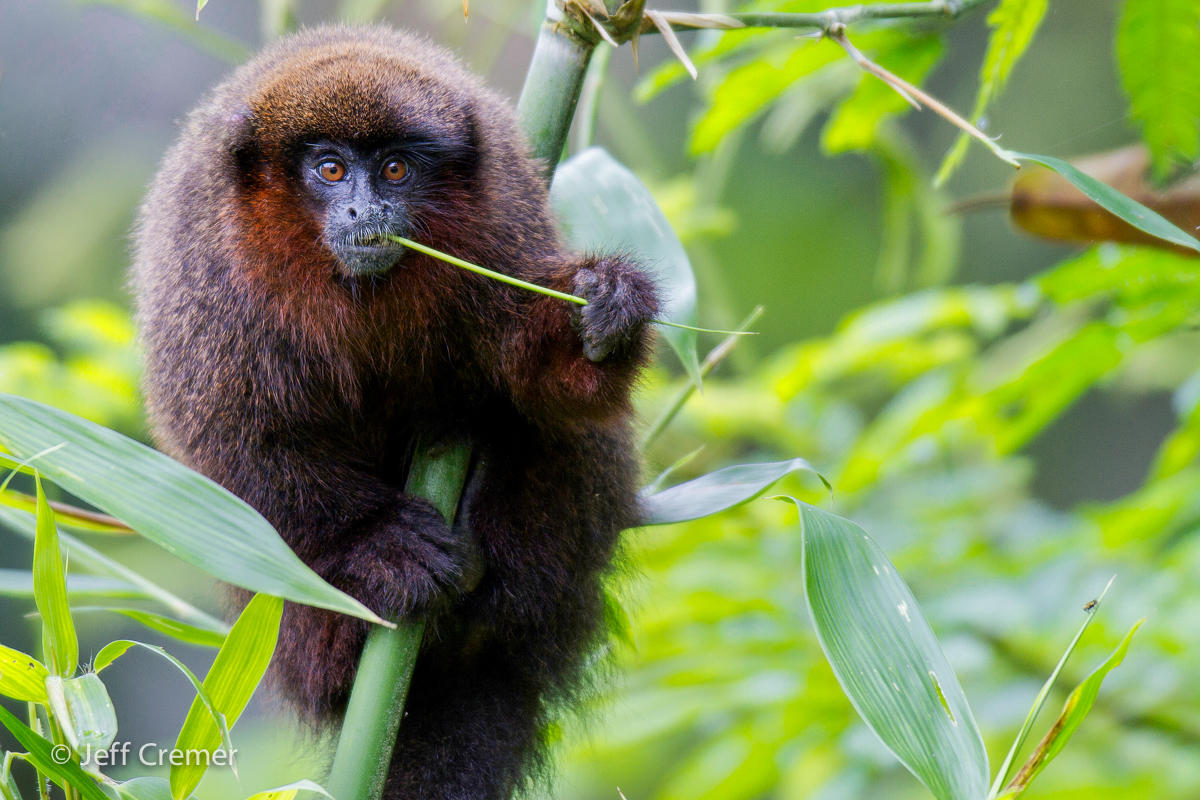 Dusky Titi Monkey Rainforest Animal Diet Types