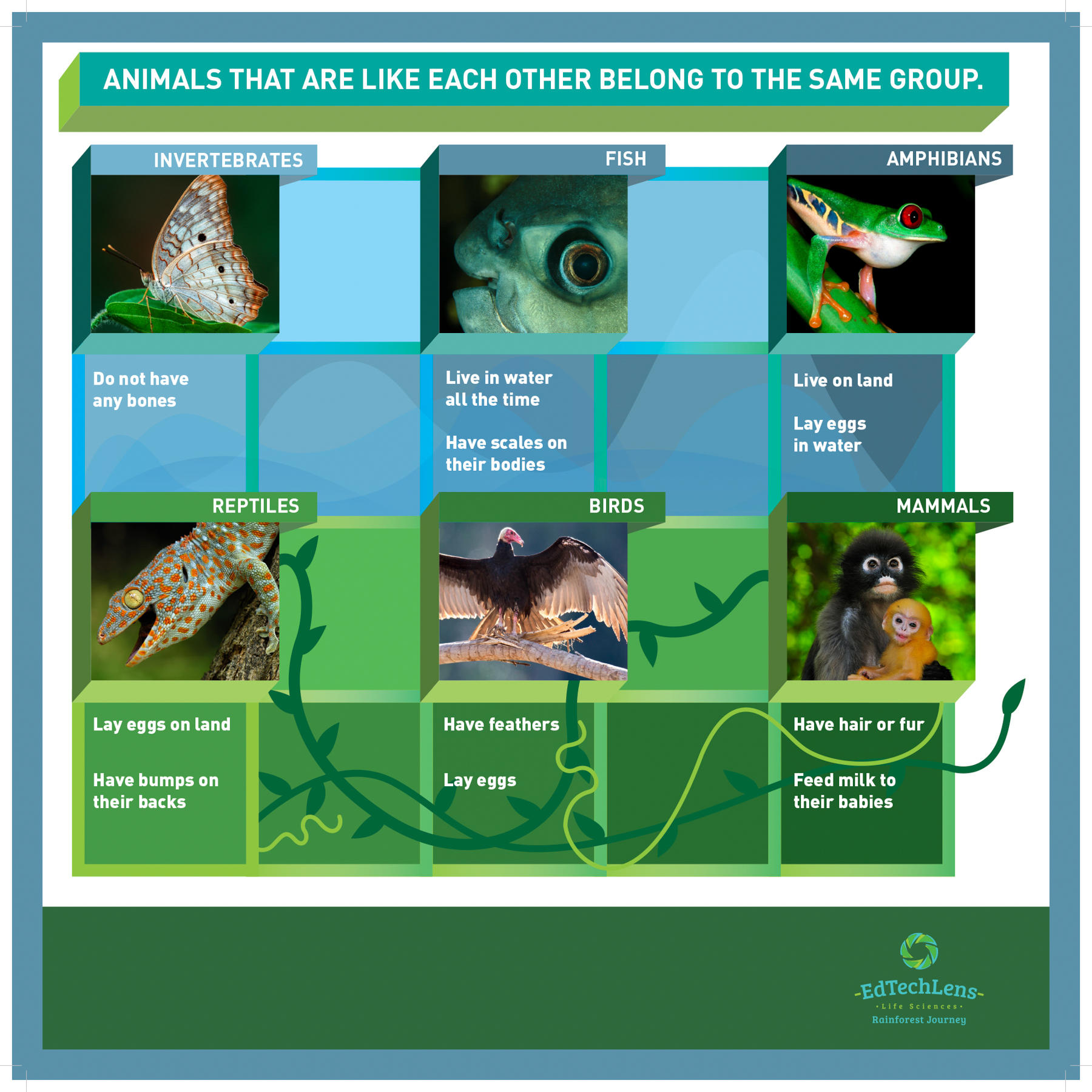 Types of Animals (Primary)