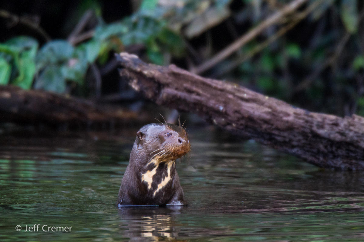 Giant River Otter River Wolves immersed in river, Peru