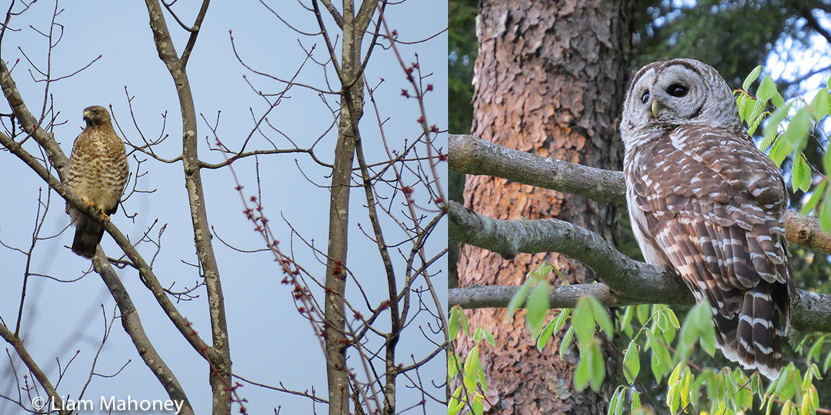 Hawk (left) and Barred Owl (right) in forest New York State Hawk Barred Owl predators raptors Birds of prey