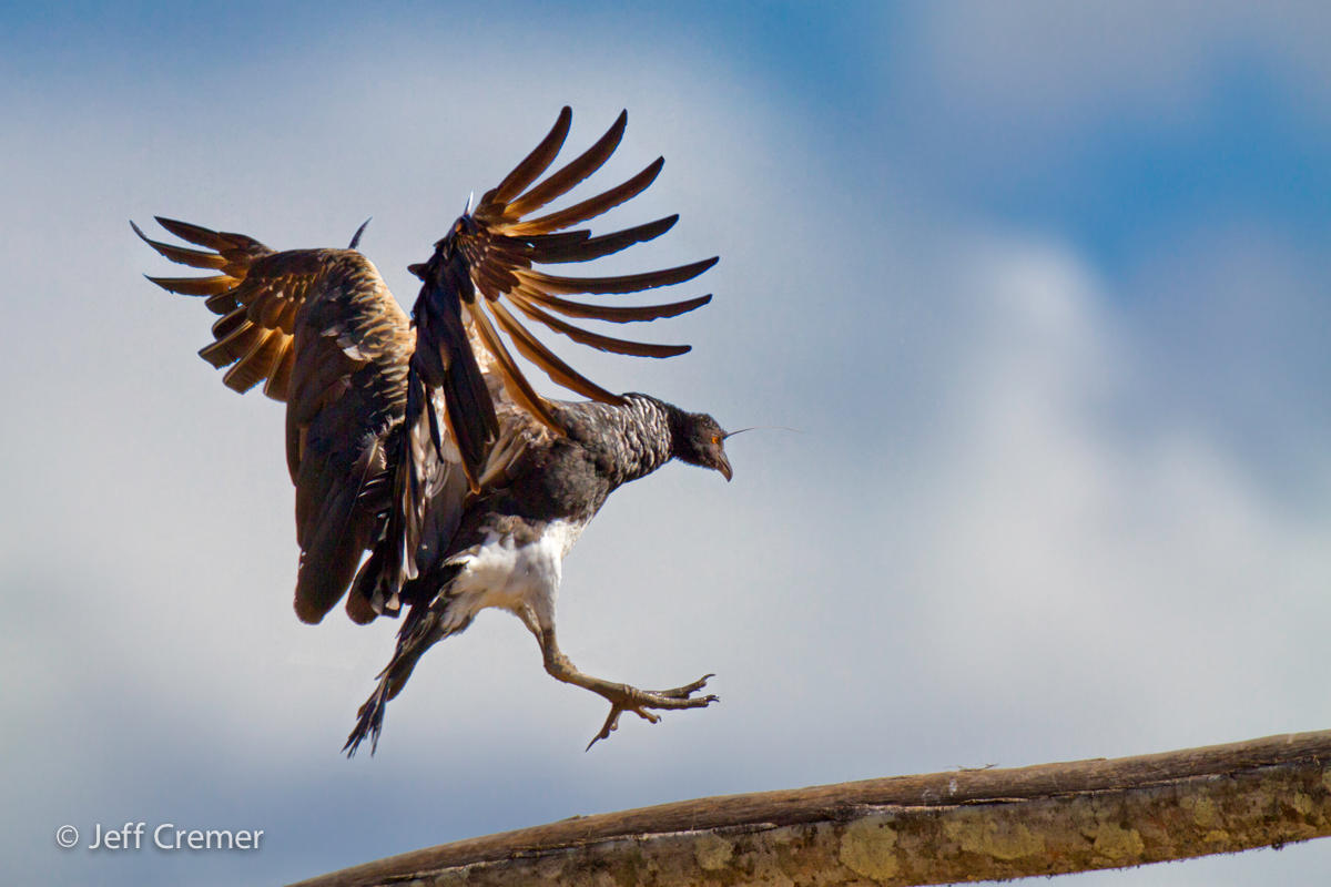Horned Screamer (image: Jeff Cremer) Horned Screamer Rainforest Kids’ Science Blog