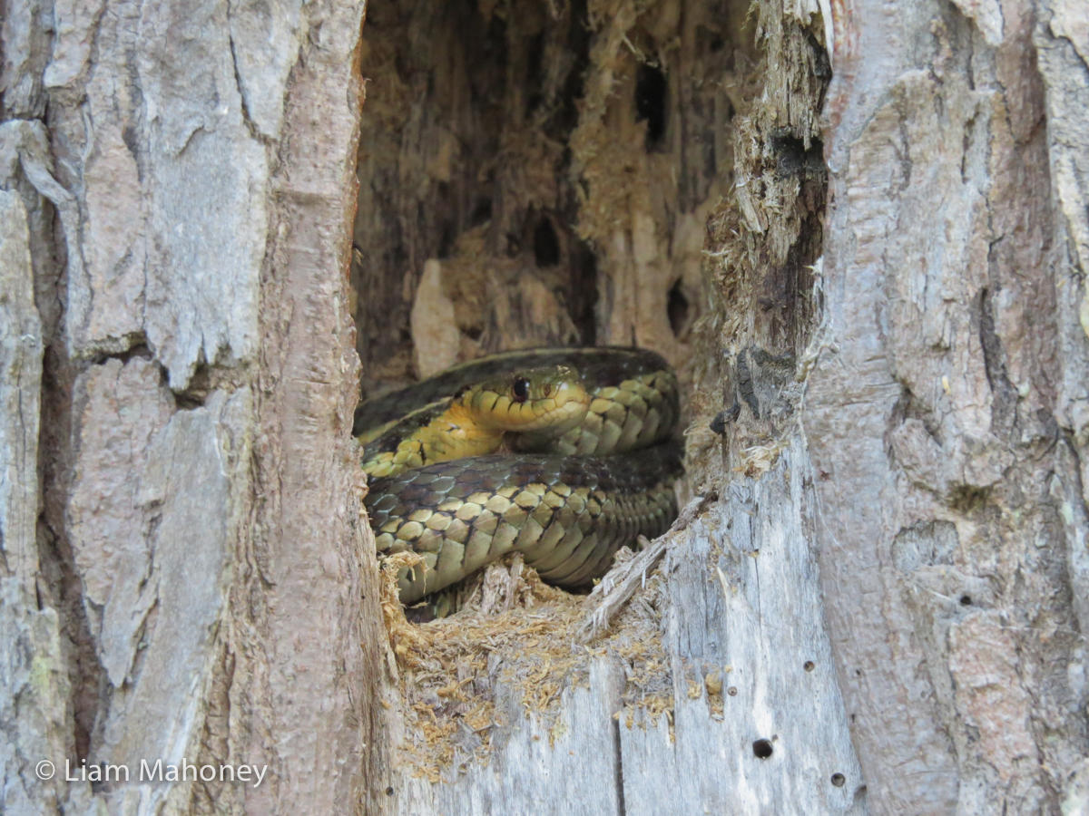 Sheltered Animals in Forest Image Liam Mahoney