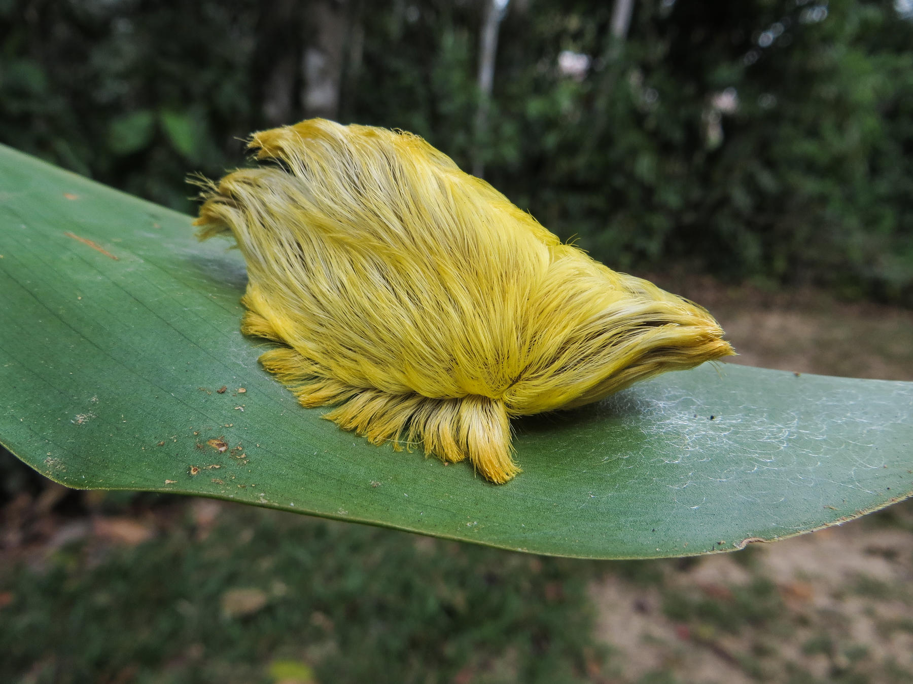 Flannel Moth Caterpillar Flannel Moth Caterpillar. Phil Torres Photo