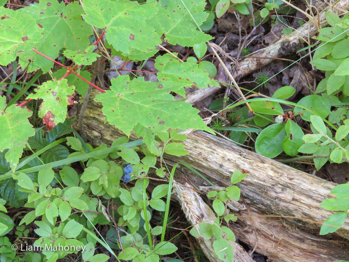 Rainforest Temperate forest Trees Plants - Science Blog for Kids