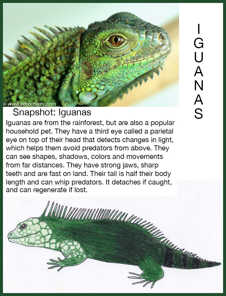 Iguanas Rainforest Science Blog for Kids Snapshot