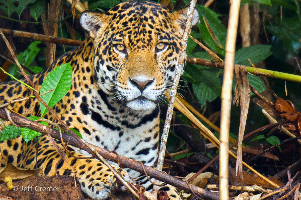 Jaguar (Image: Jeff Cremer) Jaguar Panthera onca Panthera species native Americas