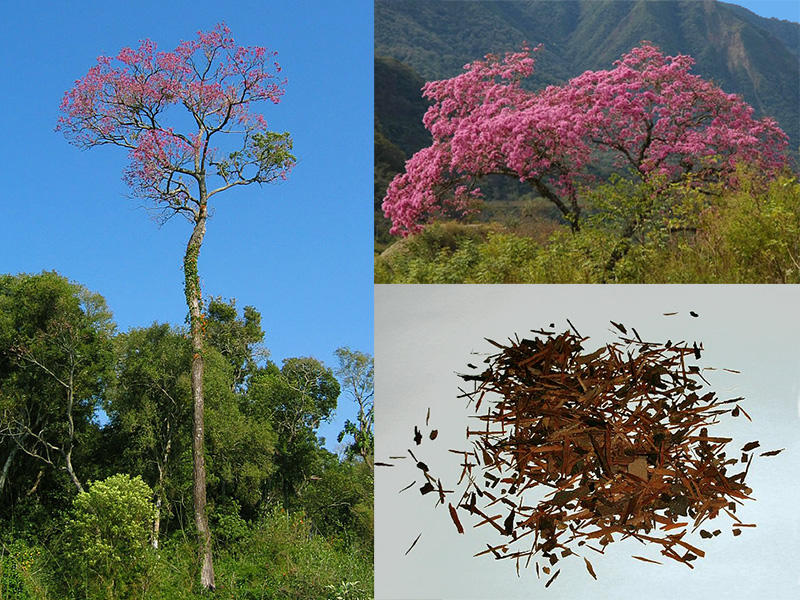 Rainforest Plants Lapacho tree Rainforest Plants Medicine Tall Lapacho Tree Bushy Lapacho Tree Crushed Lapacho tea leaves
