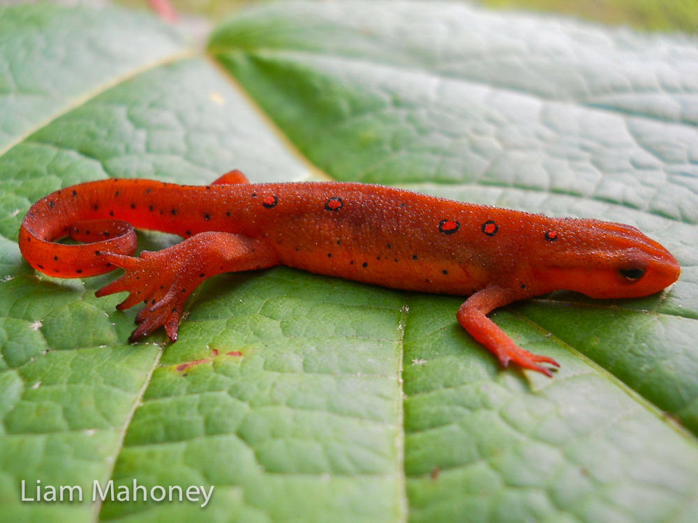Slippery Salamanders Red Eft salamander