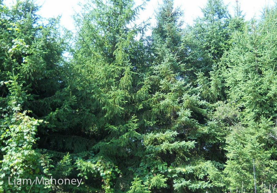 "The spruce tree is commonly chosen to be cut down for Christmas trees. You can easily tell the difference between a pine tree and a spruce tree. Spruce needles are much shorter and very stiff."-Liam Mahoney* spruce tree needles Temperate rainforest cooler Climates