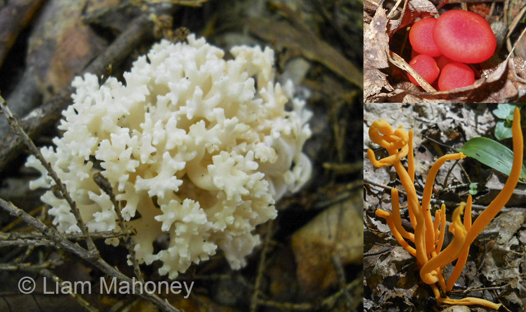 Left: White Fungus ; Top Right: Red Mushrooms ; Bottom Right: Orange Fungus Fungi - Nature's Recyclers Liam Mahoney