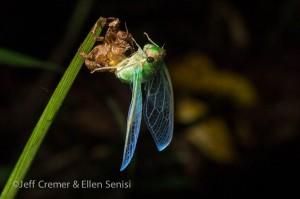 Young Cicadas Molting cicada in rainforest