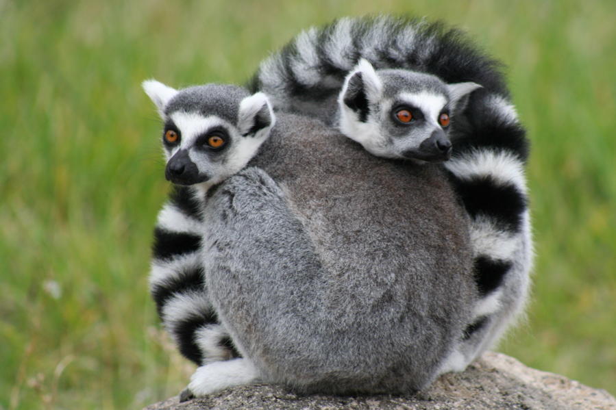 Ring-tailed lemur Madagascar Rainforest Science