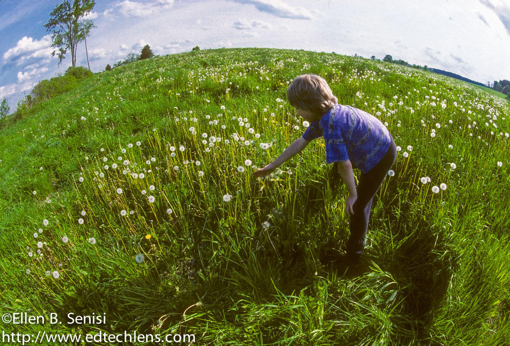 Boy picking dandelion puffs in big field