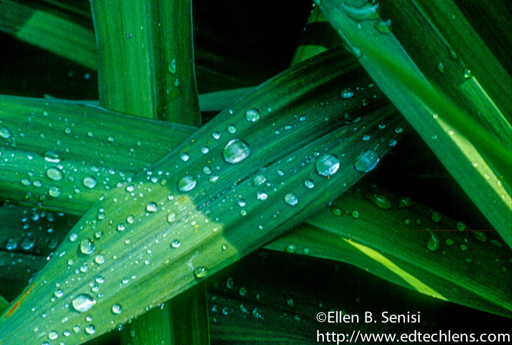Rainforest Plants Sun Light Warmth Needs Ellen Senisi Photo