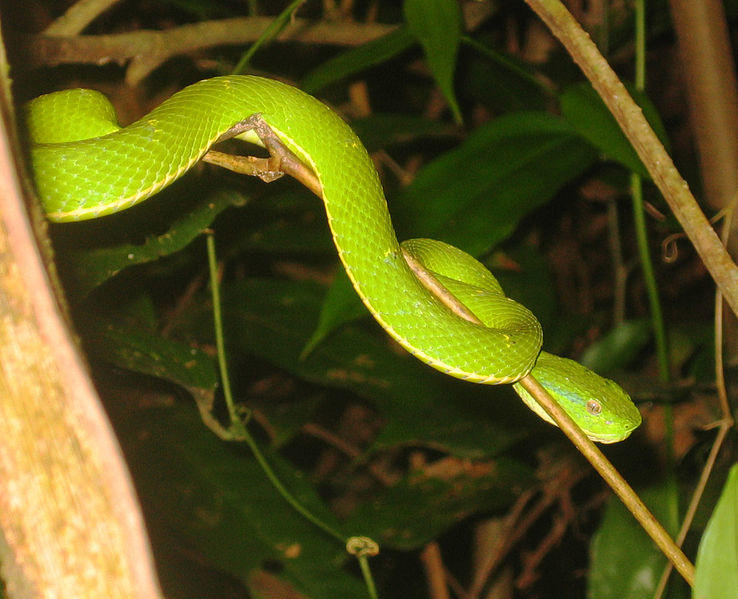 Eyelash Palm Pit Viper - Rainforest Snake K-5 Science