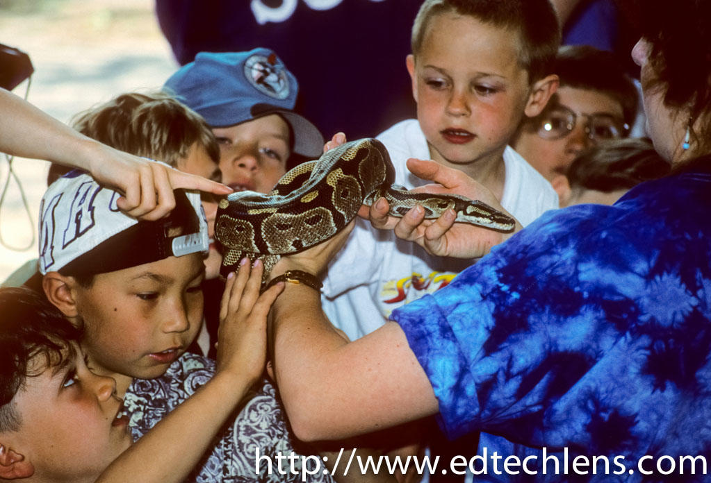 Children Holding Snake Rainforest Snakes Eyelash Palm Pit Viper tropical rainforests cloud forests Central America northern South America.