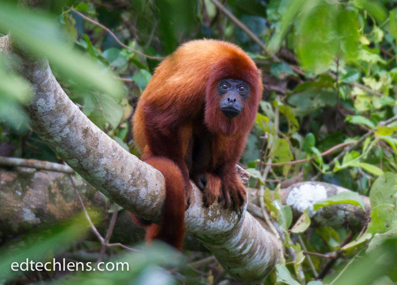 Red Howler Monkey Rainforest Animals - EdTechLens Blog