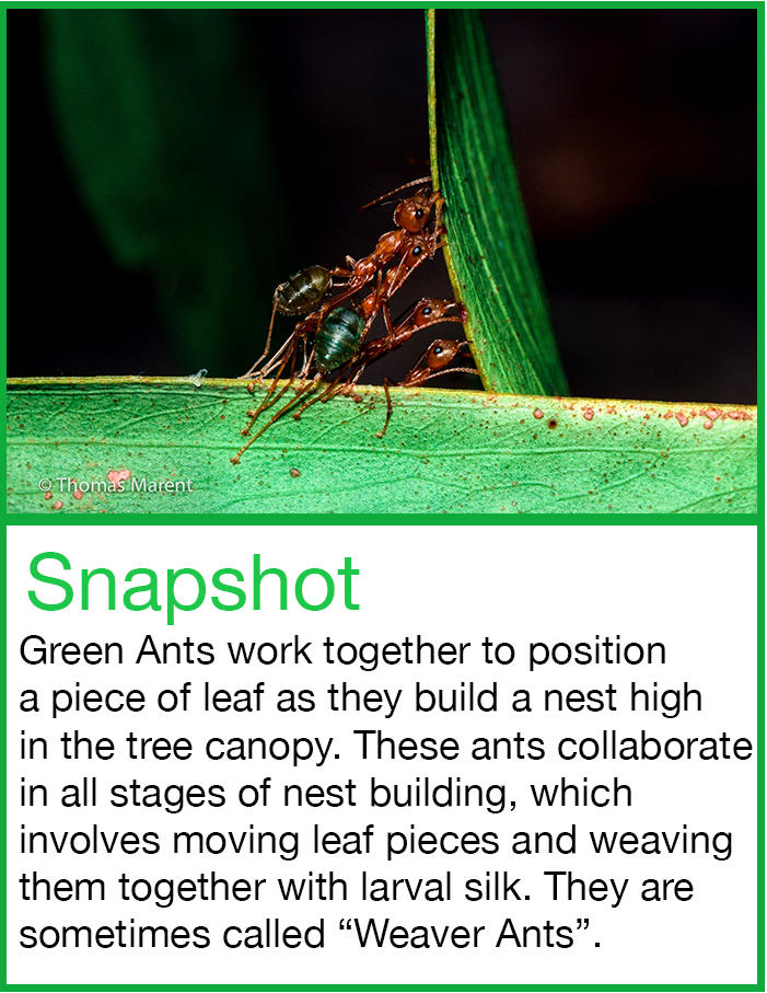 Green Ants - Weaver Ants - Snapshot Rainforest Science Blog