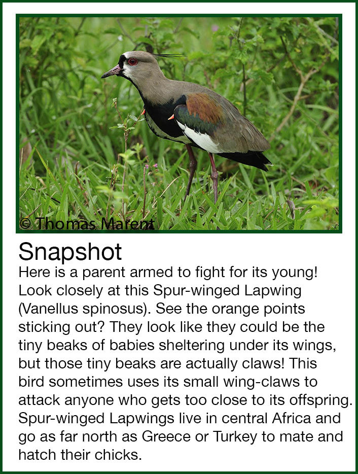 Rainforest Animals Spur-Winged Lapwing Vanellus Spinosus Snapshot Thomas Marent