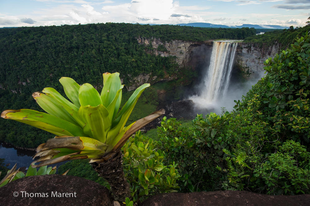 Bromeliad, Kaieteur Falls, Guyana. Bromeliad Guyana Kaieteur Falls Rainforest Ecosystems K-5 Students