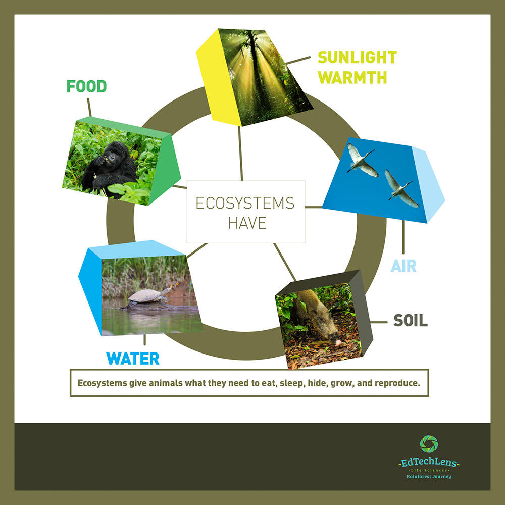 Primary Ecosystems illustration Environmental Education Critical Thinking