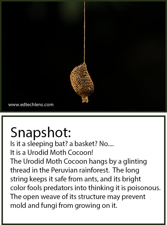 Urodid Moth Cocoon Peruvian Rainforest Snapshot EdTechLens