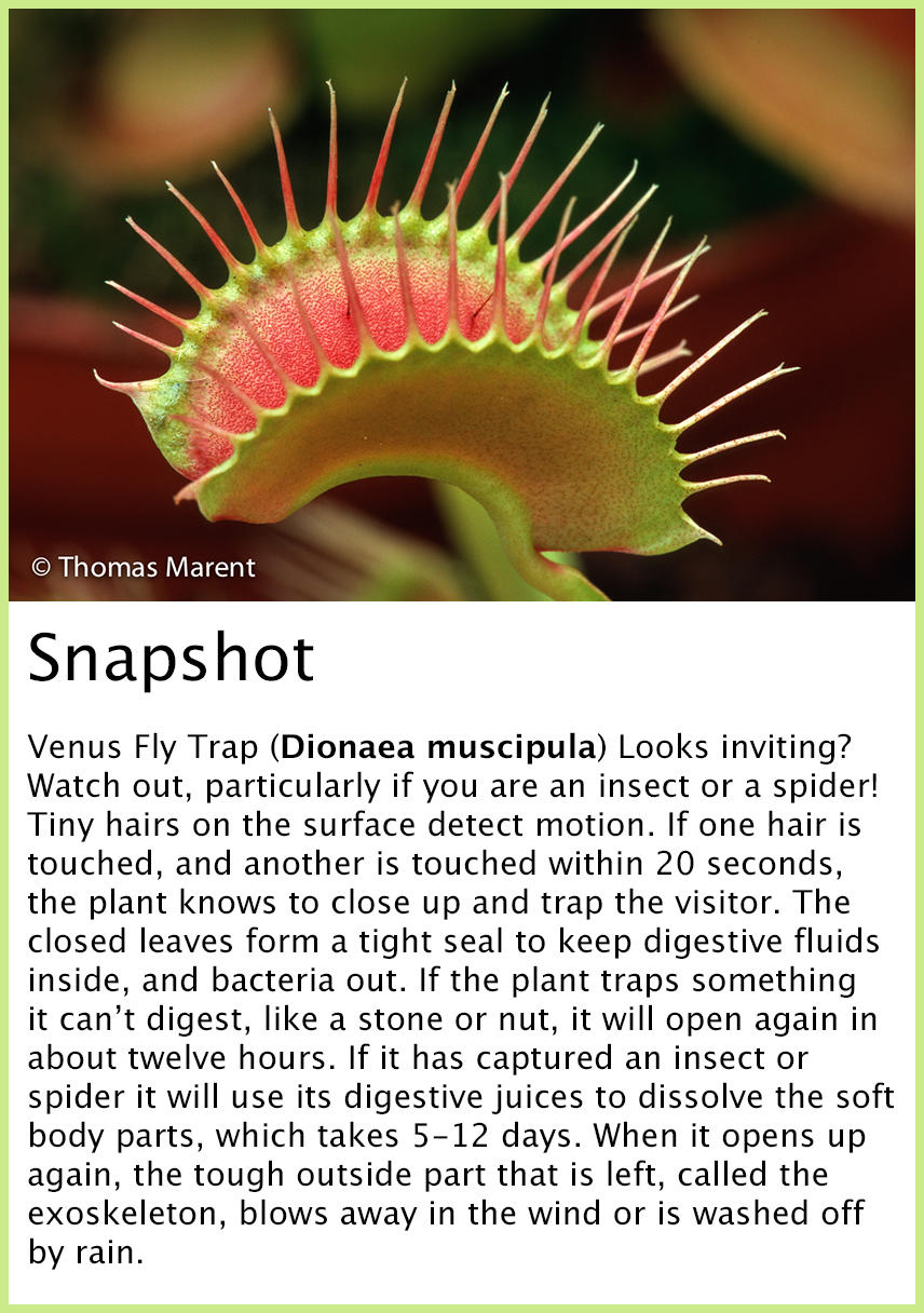 Venus Fly Trap Snapshot EdTechLens K-5 Science blog