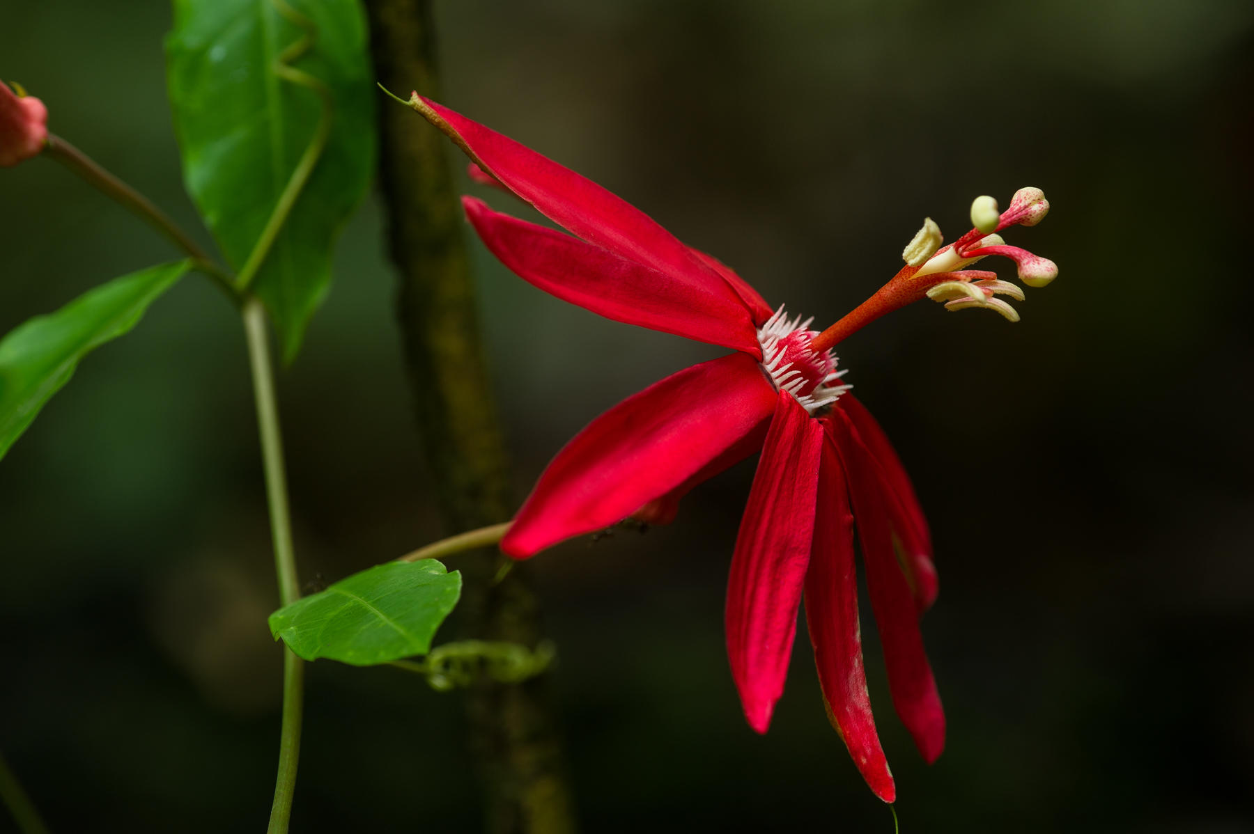 Passion Flower Passion Flower (Passiflora coccinea), Guyana