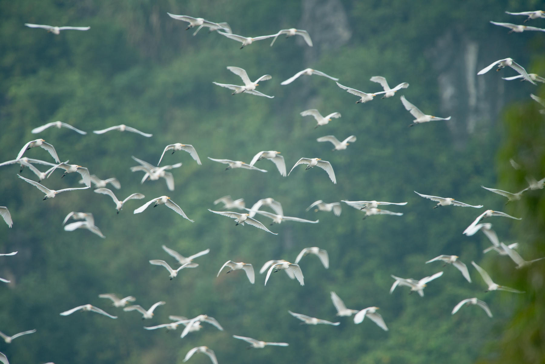 Egrets Migrating