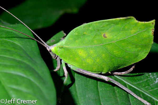 Leaf Mimicking Katydid - Jeff Cremer Leaf Mimicking Katydid Rainforest Jeff Cremer Photographer