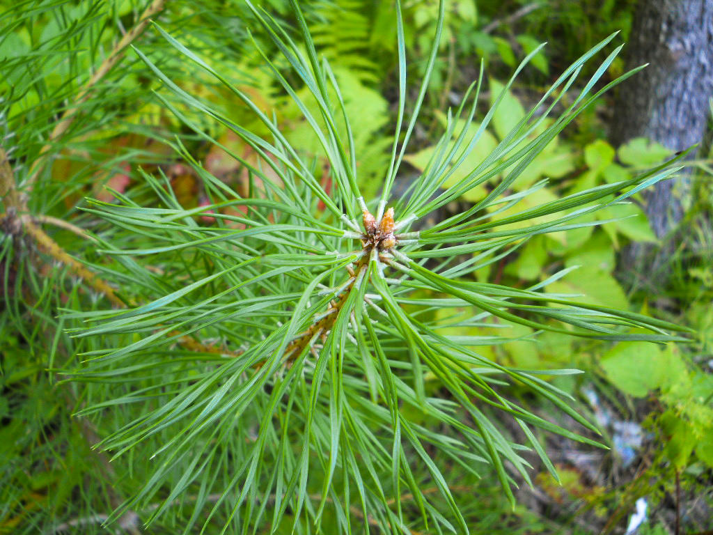 Evergreen Needles