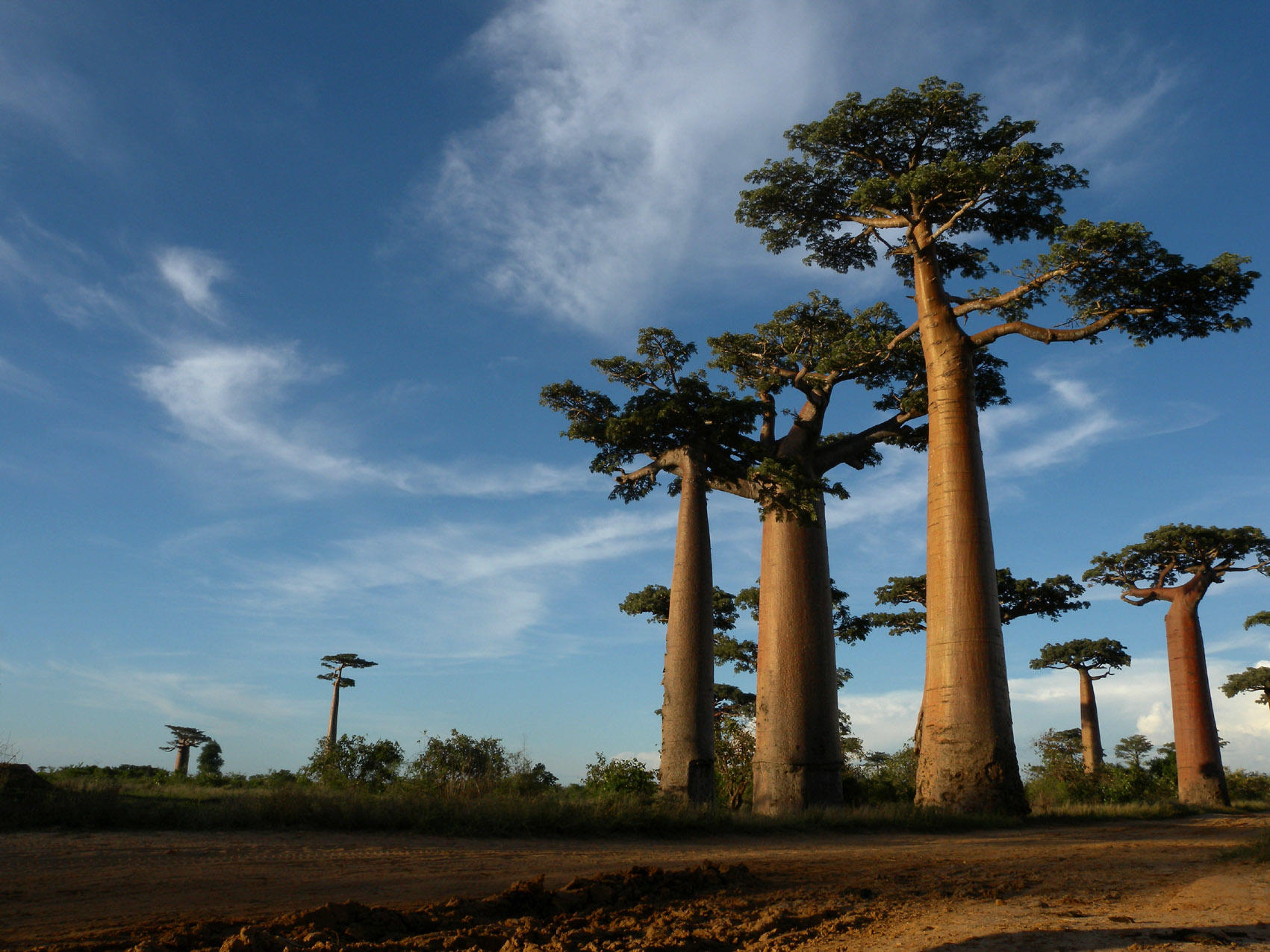 baobob trees Madagascar Rainforest Science Image Frank Vassen, Wikipedia