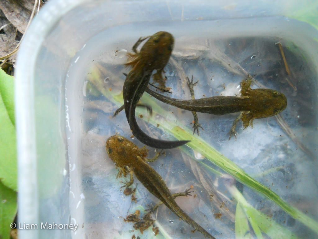 These are young salamander larvae in a container of pond water. Salamander metamorphosis amphibians liam mahoney